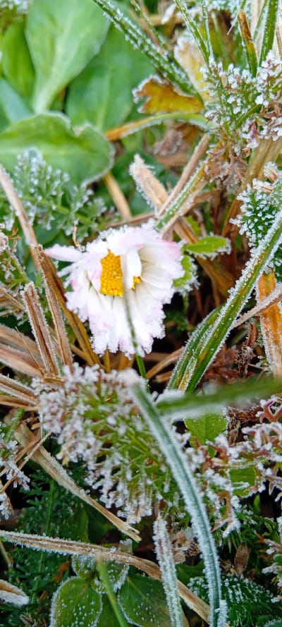 Pâquerettes dans la gelée !
