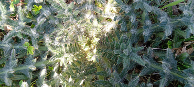 Cirse commun : oseriez-vous le manger ?