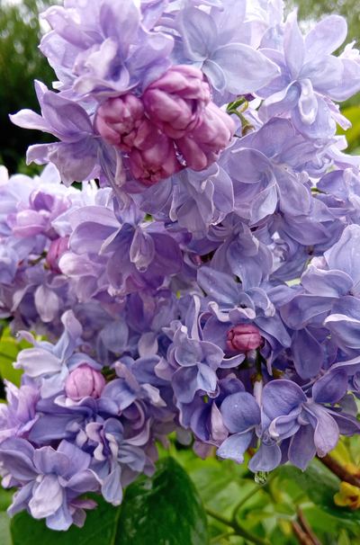 Les bienfaits du Lilas