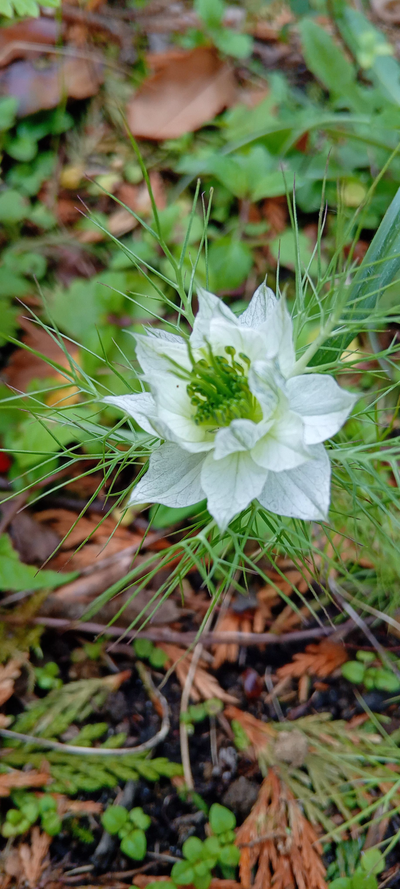LA NIGELLE : Une huile pour la peau mais pas que ...
