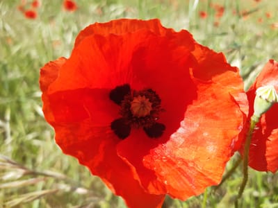 LE COQUELICOT : Symbole de souvenir et de beauté
