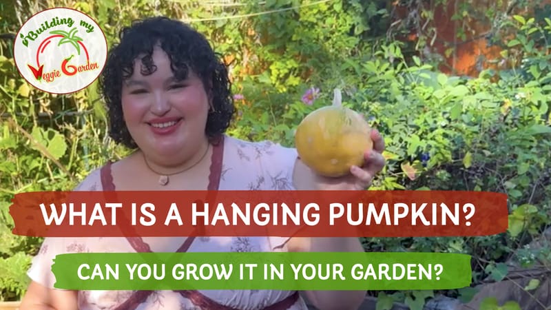 The Seminole Pumpkin