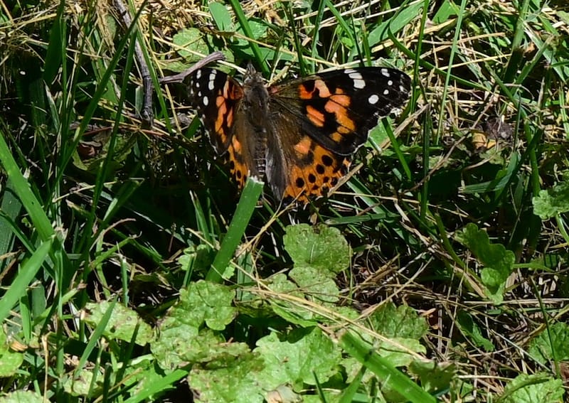 Butterfly Release