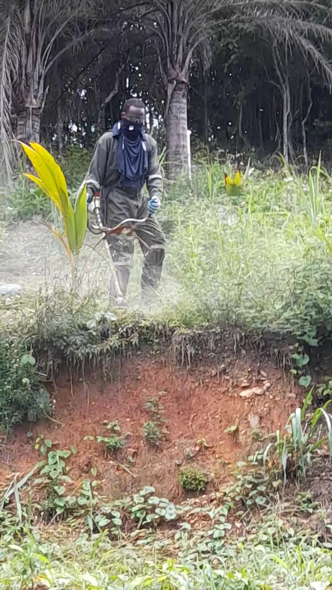 Lawn Mowing / Brush Cutting