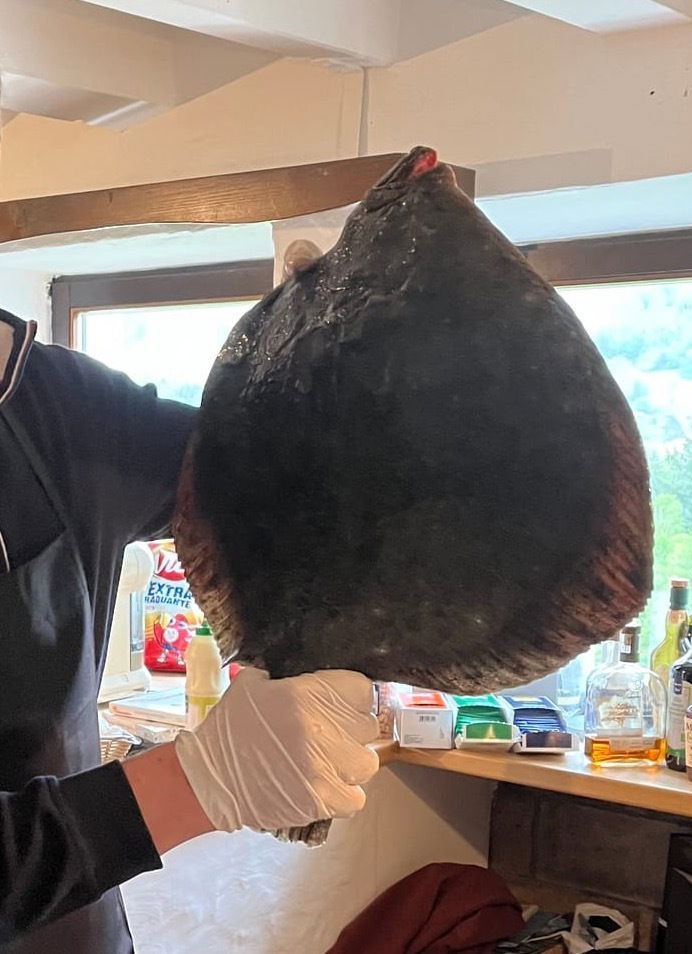 Le Turbot - roi des Mers