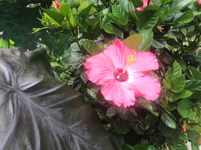 The Gift of Righteousness