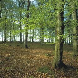 The Anointed One and Your Miracle!