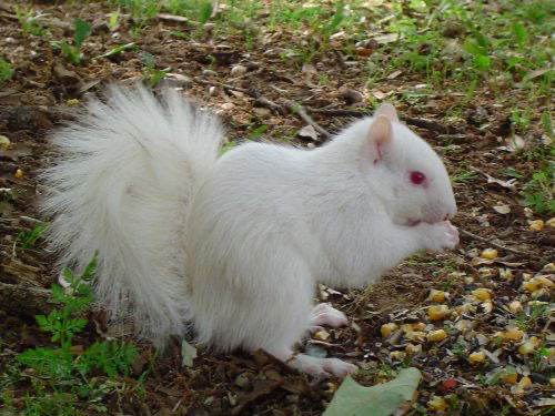 A squirrel with albinism and pink eyes.