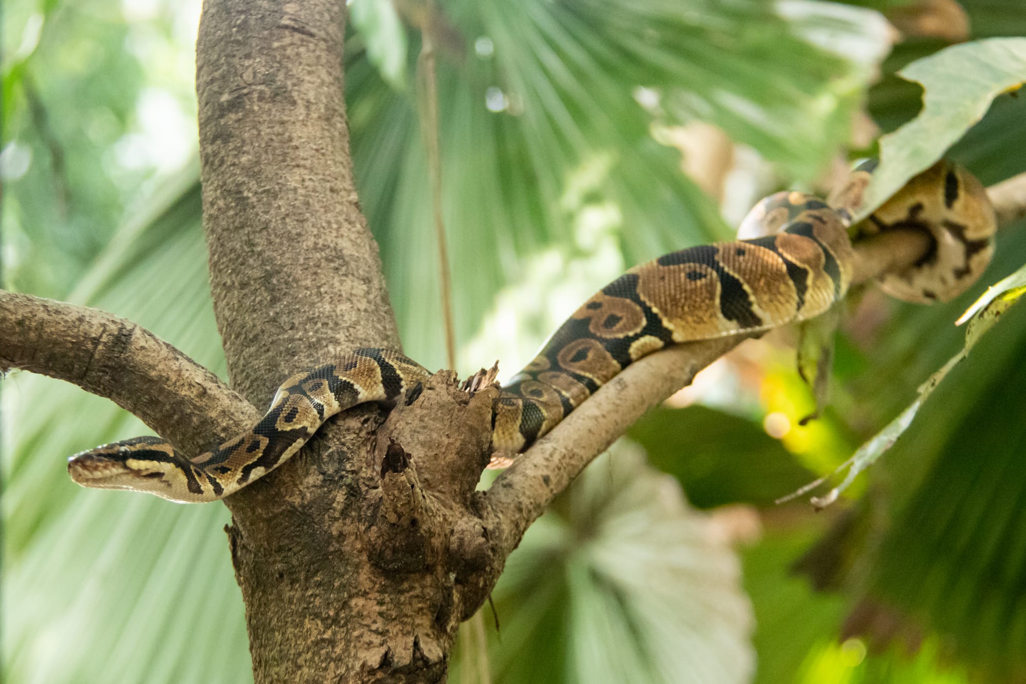 Ce que deviennent les animaux que nous accueillons