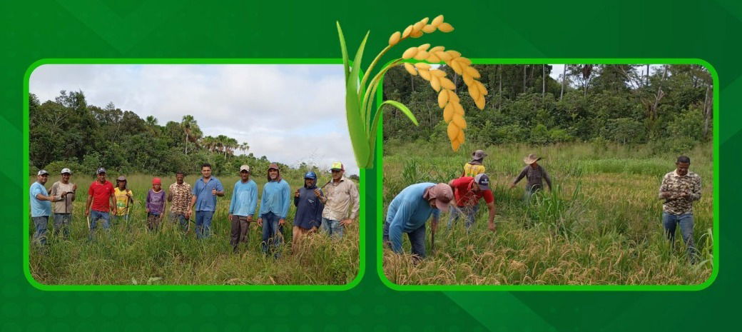 Iniciada a colheita da Roça Comunitária na produzida no Assentamento Salomira, em Dois Irmãos do Tocantins