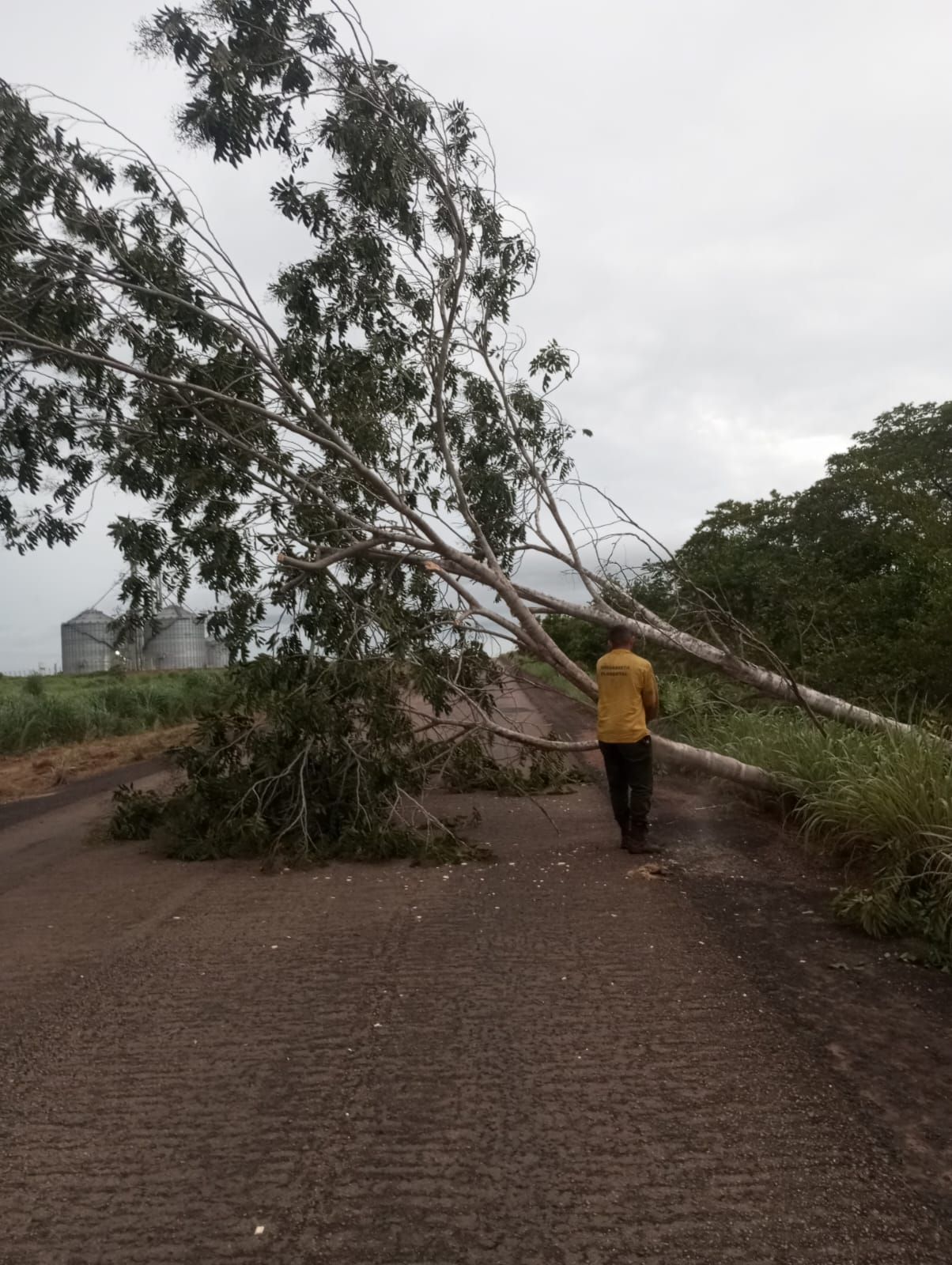 Defesa Civil e Brigada Ambiental de Dois Irmãos atuam na desobstrução da TO-348 após queda de árvore