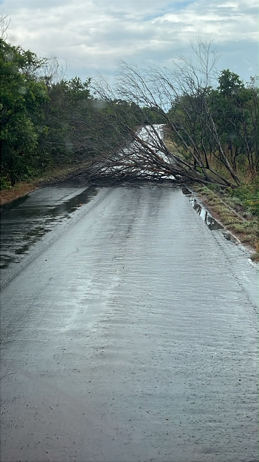 Brigada Ambiental desobstrui trecho da TO-164 após árvore cair durante chuva em Dois Irmãos