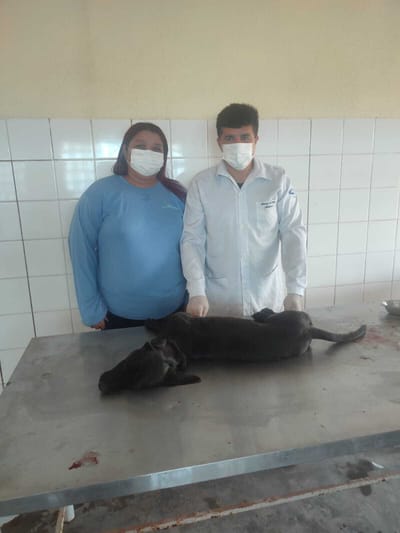 Dois Irmãos do Tocantins Promove Ação de Castração de Cães Machos