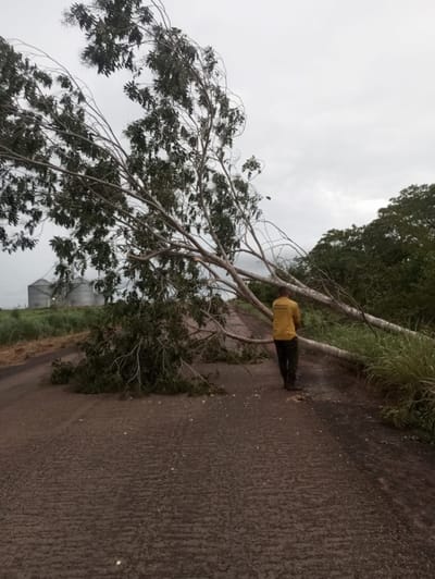 Defesa Civil e Brigada Ambiental de Dois Irmãos atuam na desobstrução da TO-348 após queda de árvore