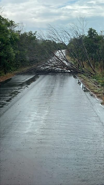 Brigada Ambiental desobstrui trecho da TO-164 após árvore cair durante chuva em Dois Irmãos