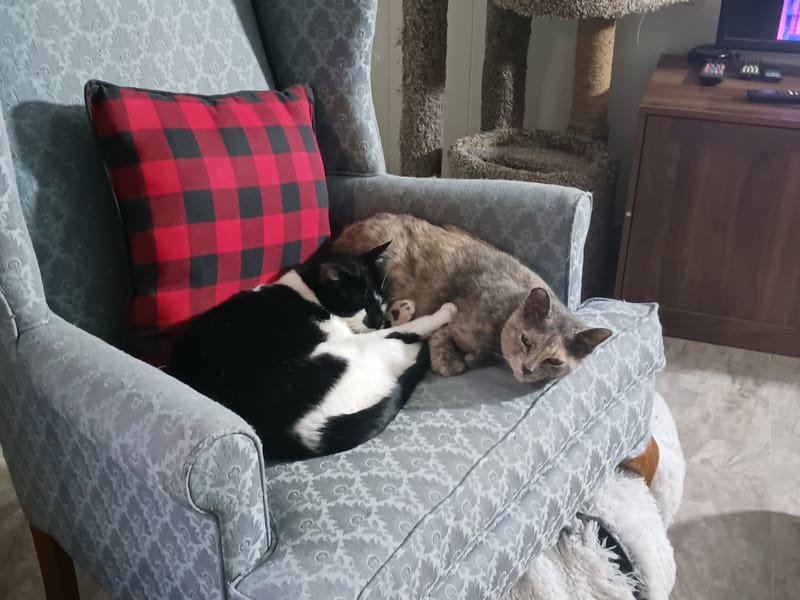 Available cats