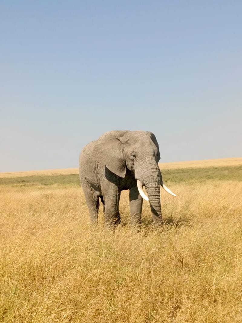 SELF DRIVE SAFARI