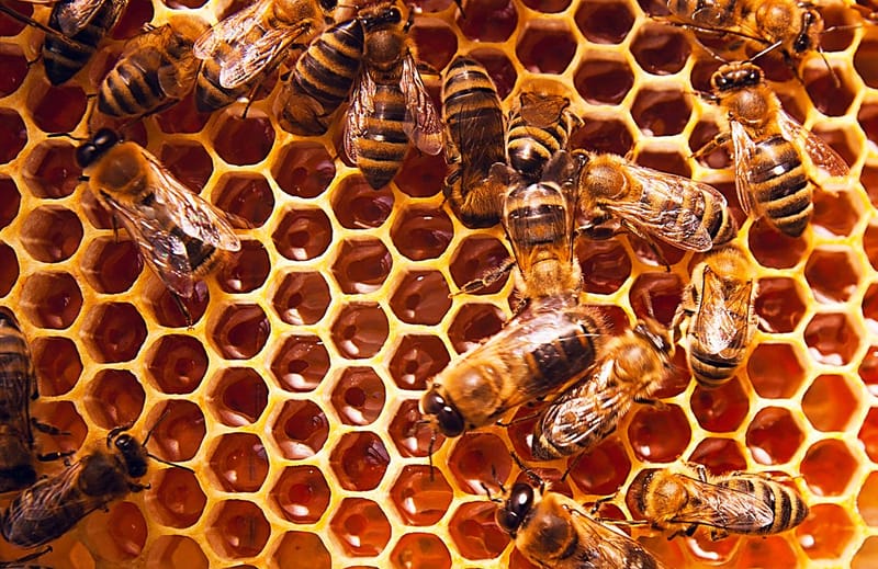 БДЖІЛЬНИЦТВО