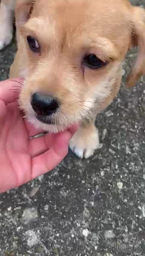 L I L Y   ***   G E A D O P T E E R D  ***