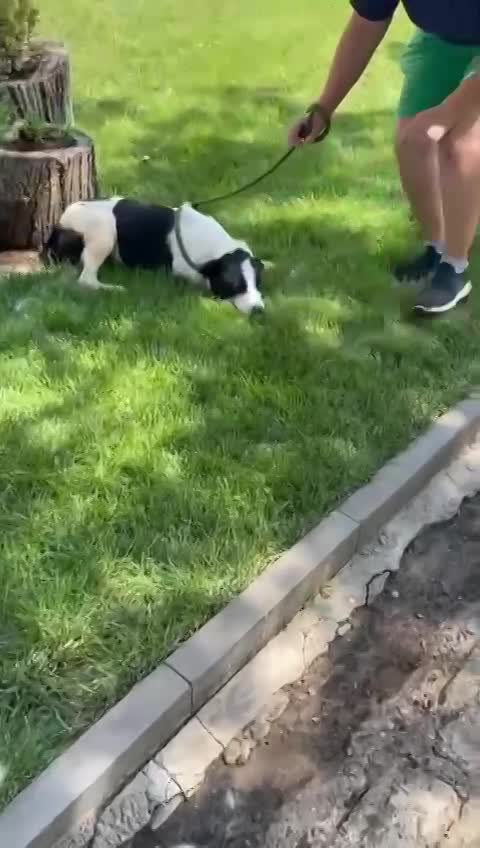 M A R L E Y ***ADOPTIEBIJDRAGE GESPONSORD - REEDS BIJNA 2 JAAR IN SHELTER - ZIE INFO ***