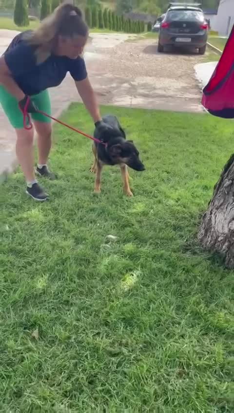 J E S S I E    ***   GEADOPTEERD  ***