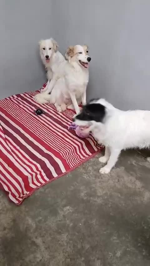 A B B Y   ***  GEADOPTEERD IN UK  ***