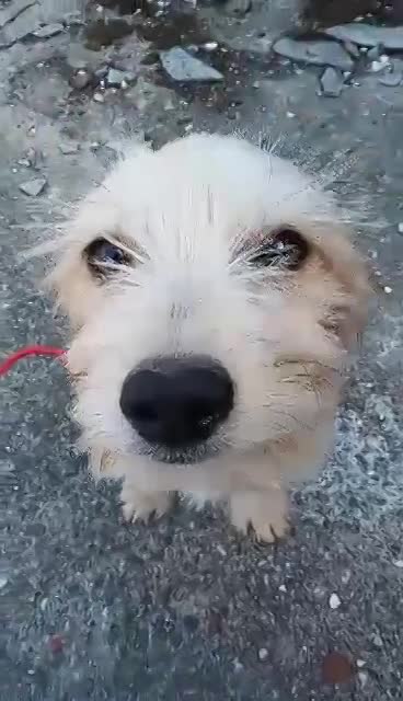 R O S E  ***   G E A D O P T E E R D  ***