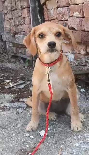 J A S M I N E    ***  G E A D O P T E E R D  IN  UK ***