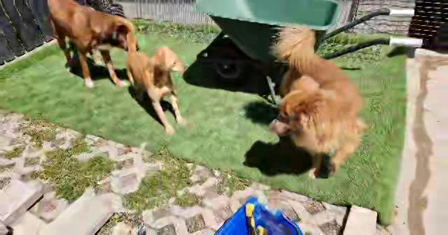 M I L O **** GEADOPTEERD ****