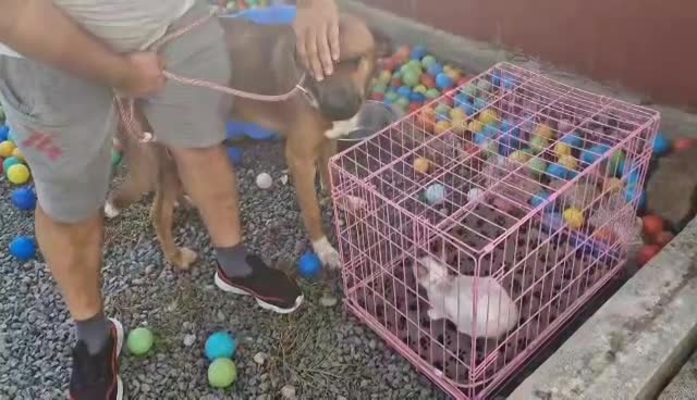 M I L O **** GEADOPTEERD ****