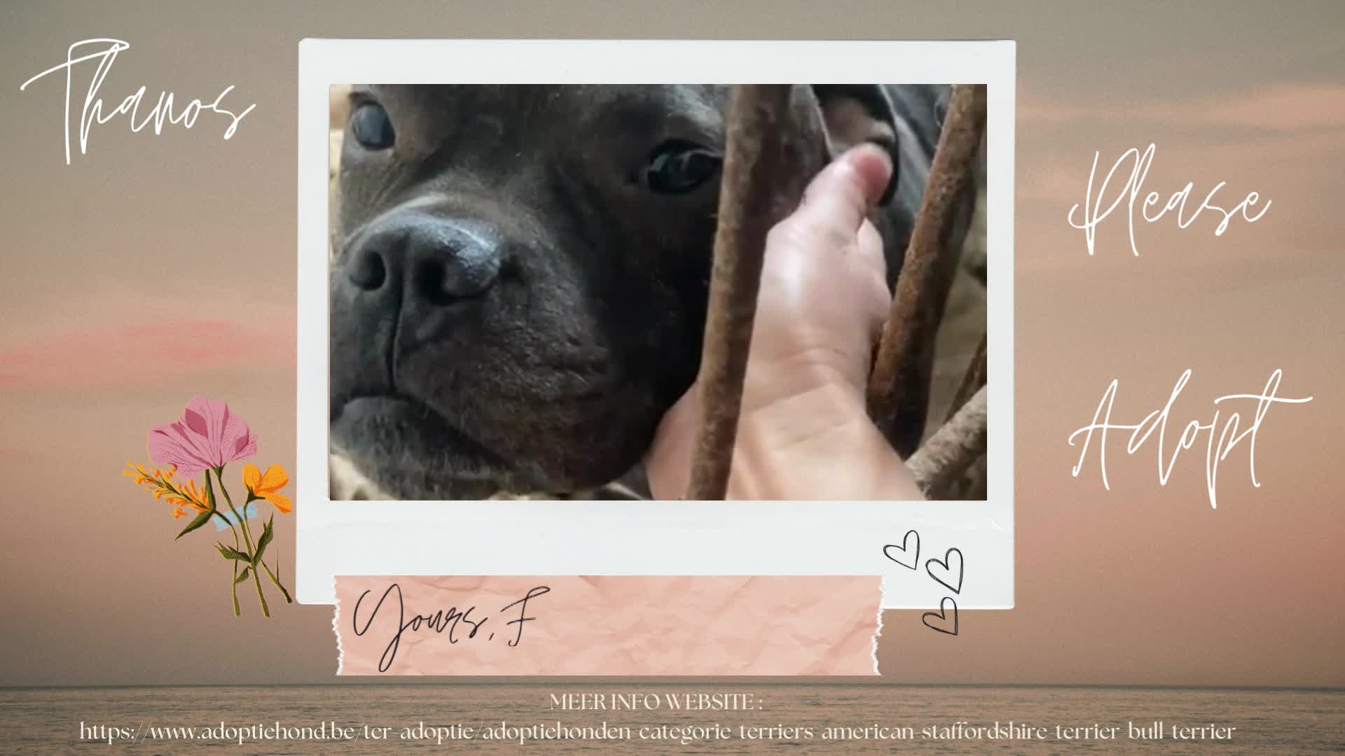 ***  PRE RESERVATIE ***  T H A N O S 