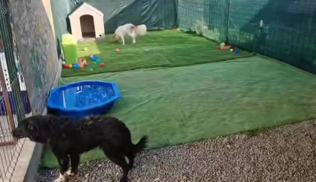 D A I S Y  *** GEADOPTEERD IN UK - DUO MET MONTY - MOGELIJK VOOR BELGIE  ***