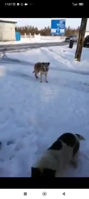 B A R T L E Y    (B A R T J E)    ***   G E A D O P T E E R D   ***