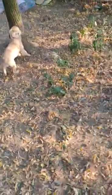 S O P H I E K E   ***   G E A D O P T E E R D    ***