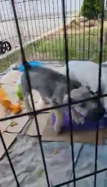 B L A N C A    ***  GEADOPTEERD IN UK  ***