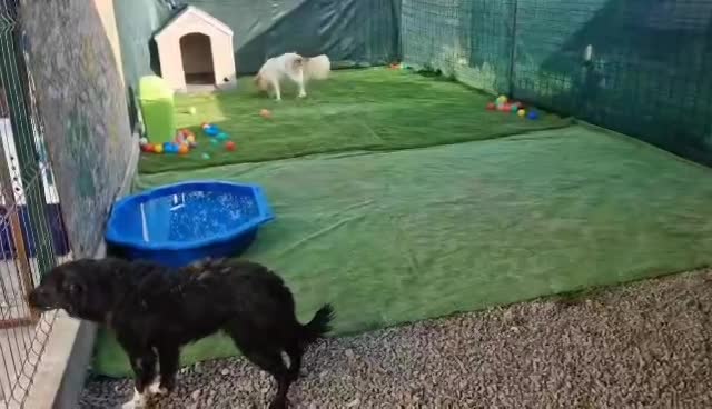 L I S A    *** G E A D O P T E E R D ***