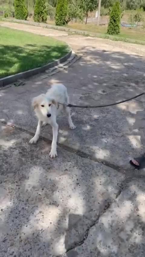 M A R I E K E  *** G E A D O P T E E R D ***