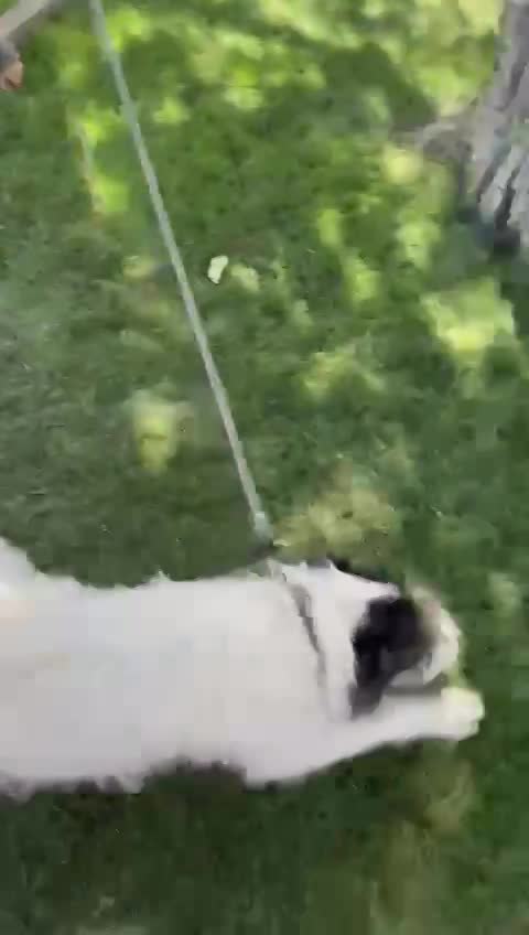 A B B Y   ***  GEADOPTEERD IN UK  ***