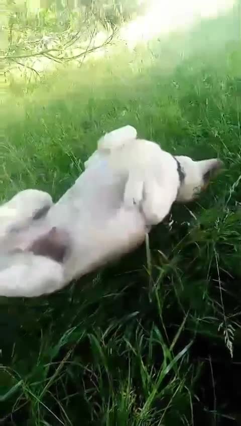 PANDORA (ALIAS DORA'KE) 