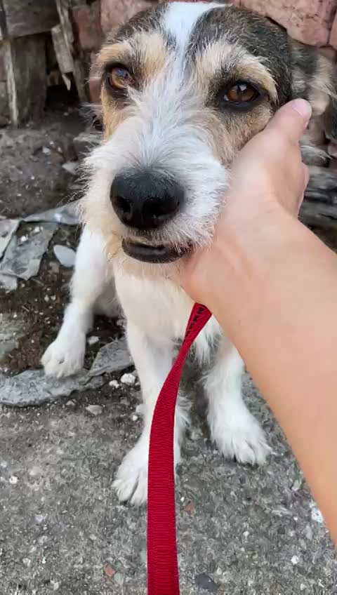 J U L I A   *** GEADOPTEERD ***