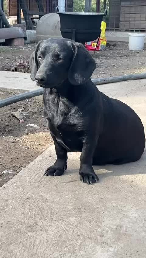 E B O N Y (BONNIEKE)   ***  G E A D O P T E E R D ***