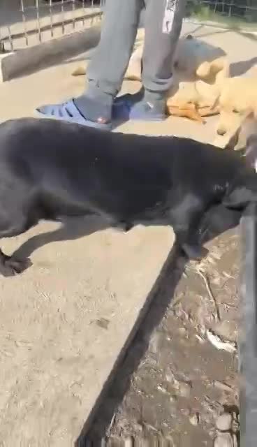 E B O N Y (BONNIEKE)   ***  G E A D O P T E E R D ***