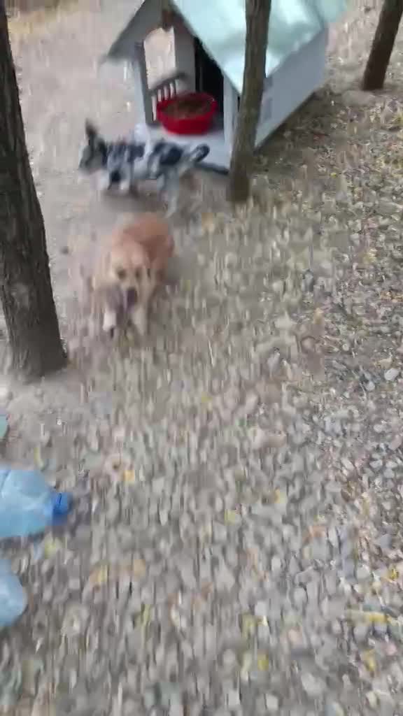 K R U I M E L T J E  (A L I A S  "C R U M B Y")   ***  G E A D O P T E E R D  ***