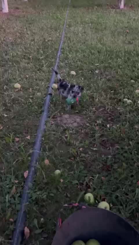 K R U I M E L T J E  (A L I A S  "C R U M B Y")   ***  G E A D O P T E E R D  ***