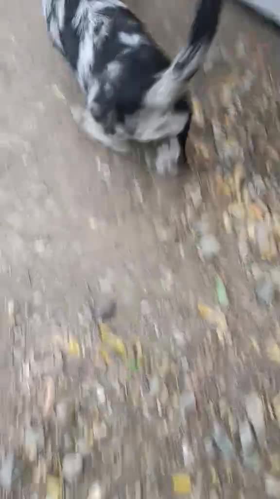 K R U I M E L T J E  (A L I A S  "C R U M B Y")   ***  G E A D O P T E E R D  ***