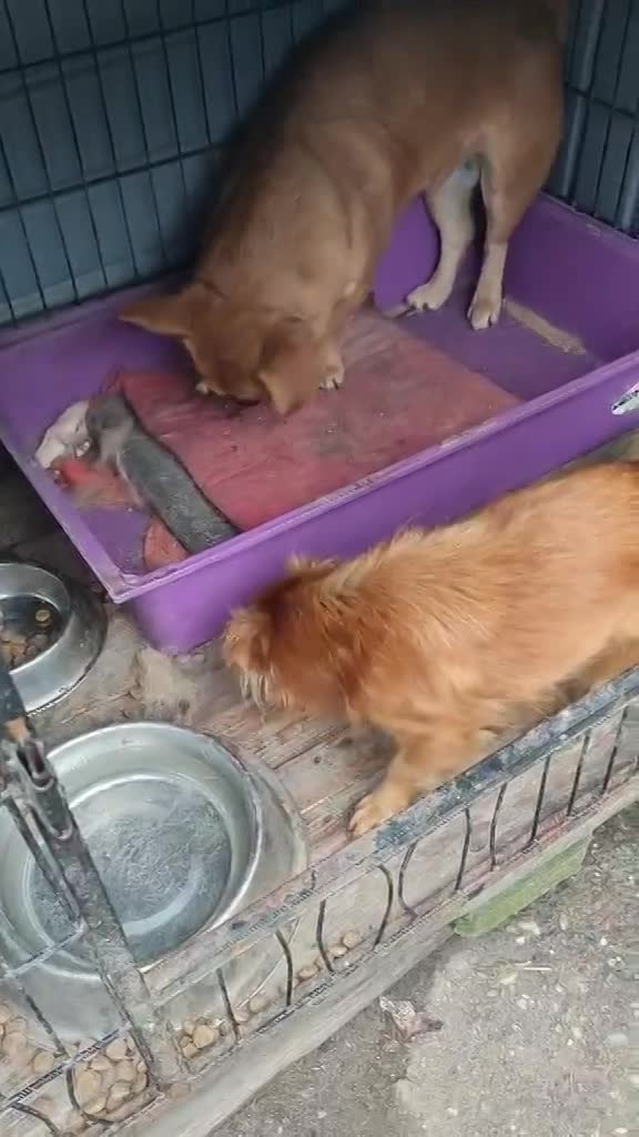 M A N G O    ***   G E A D O P T E E R D     ***