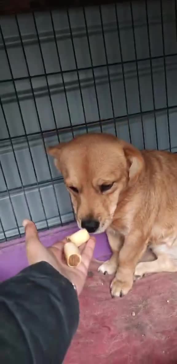 M A N G O    ***   G E A D O P T E E R D     ***