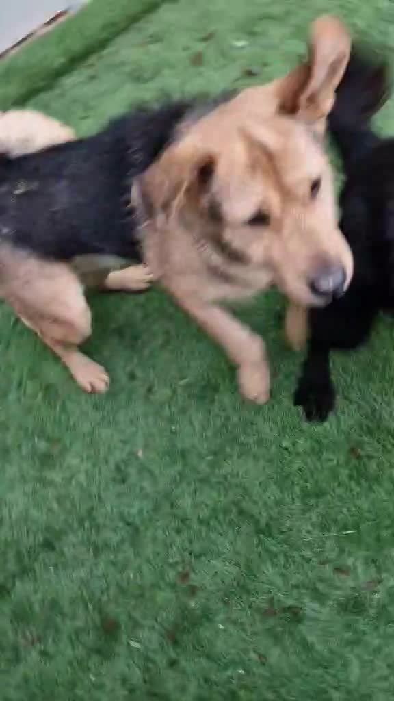 *** PRE RESERVATIE *** C A M I E L (C A M I L L E K E ) 