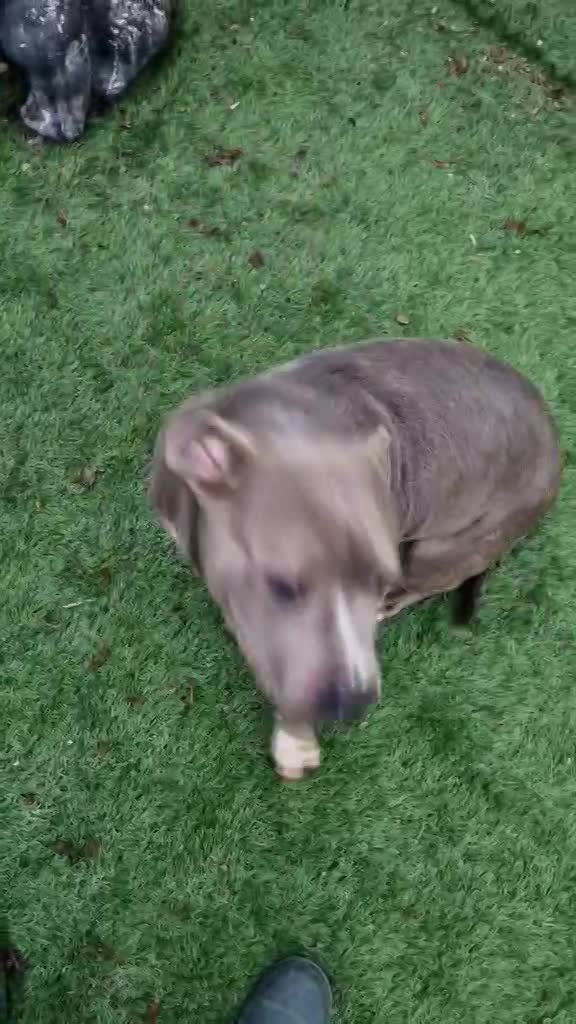 H E R A     ****   G E A D O P T E E R D   ****