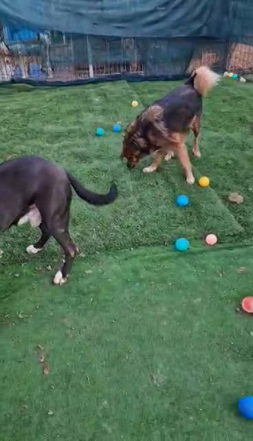 B R U N O    *** G E A D O P T E E R D  ***